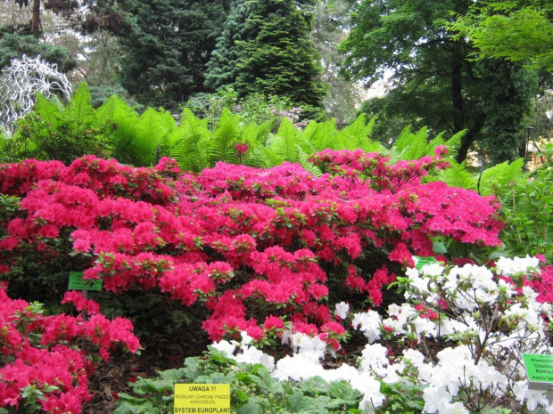 Ogród Botaniczny we Wrocławiu - maj 2010