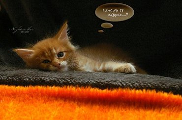 #KociętaMaineCoon #KotyMaineCoon #HodowlaMaineCoon #KotyRasowe #DomoweKotyRasowe #KotkiMaineCoon #SprzedażMaineCoon