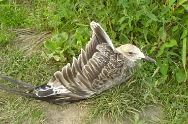 Mewa #ptaki #mewa #bąkowiec #bakowiec