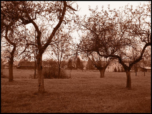 kilkudzięcioletnie jabłonie - tajemniczo.. (specjalnie dla lesna-ania:) #jabłoń #jabłonie #natura #sad #małopolska #listopad