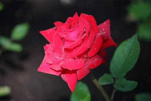 #Róża #kwiatki #rośliny
