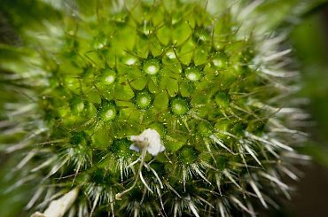 czapka ;) #kolce #kwiatek #zarodniki #ŻyweKolory #makro #blisko #przybliżenie #macro