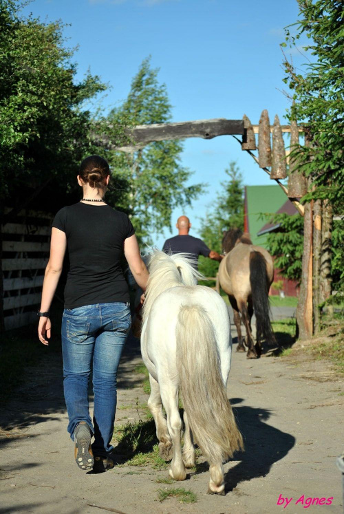 Sport zaprzęgowy w wydaniu bez śniegu -dryland #ZieloneBielkówko #amberdog