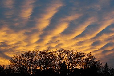 Ogniste fale na niebie... #zachód #słońce #chmury #niebo #drzewa #Racibórz