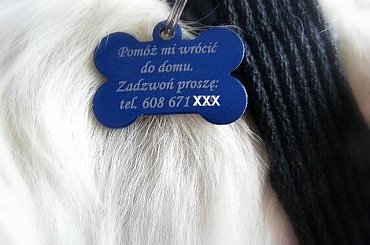 FRIDA - 7 miesięcy #FridaGoldenRetriever