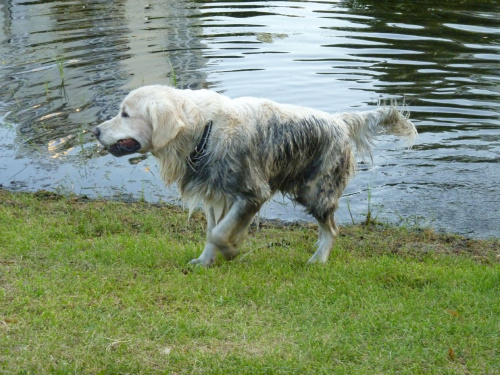 Kępa Potocka, lipiec 2010, Brutus - brudas