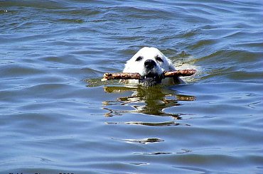FRIDA - 7 miesięcy #FridaGoldenRetriever