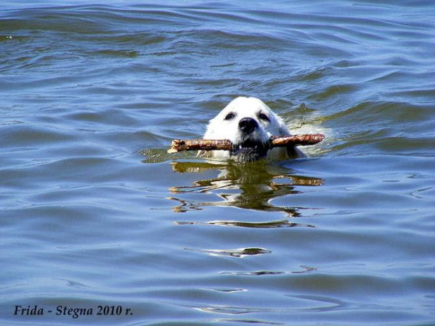 FRIDA - 7 miesięcy #FridaGoldenRetriever