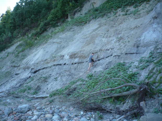 Odsłonięcie mioceńskich piasków i pokładu węgla brunatnego na ścianie Klifu Orlowskiego, kilkaset metrów od ostrogi klifu w stronę Gdyni. #geologia #klif #orlowski