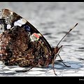 moja modelka :) #motylek #kelebek #butterfly