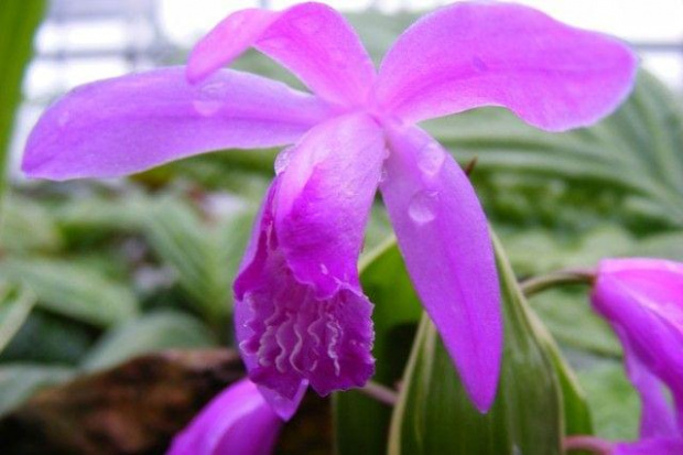 Bletilla striata [Thumb.]Rchb. (1878)