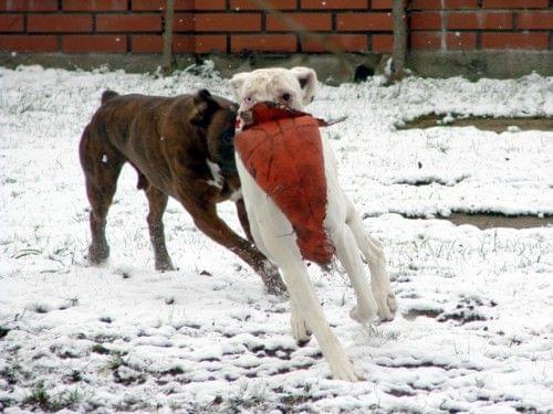 BATON & BIAŁY vel Albin