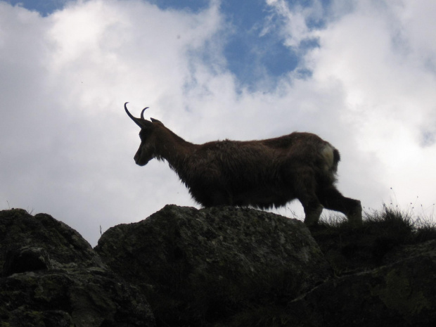 Badziej z profilu #Góry #Tatry #JagnięcySzczyt