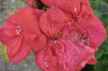 #makro #rosa #jesień #kwiat