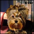 EVER 6 miesięcy #YorkshireTerrier #york #yorki