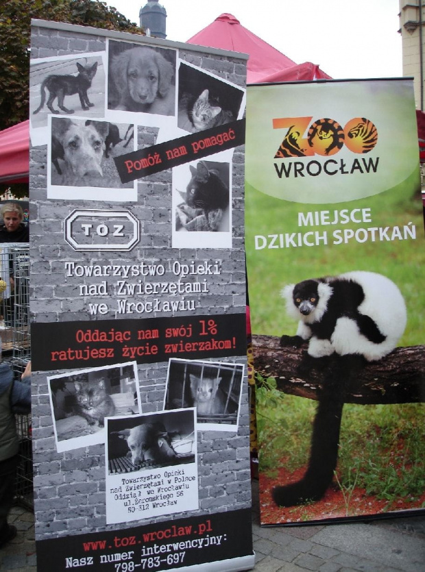 Stowarzyszenie Przyjaciół Fretek na Światowym Dniu Zwierząt _ Wrocław, Rynek 3 X 2010 #FAA #fretka #Wrocław #Rynek