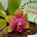 Phalaenopsis Penang Girl