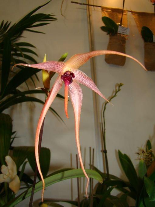 Bulbophyllum echinolabium