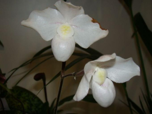 Paphiopedilum