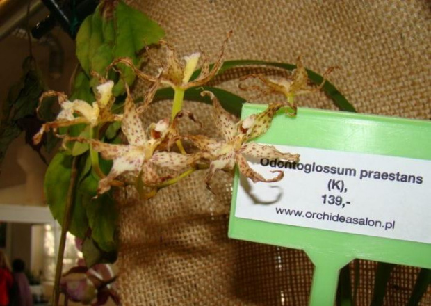 Odontoglossum