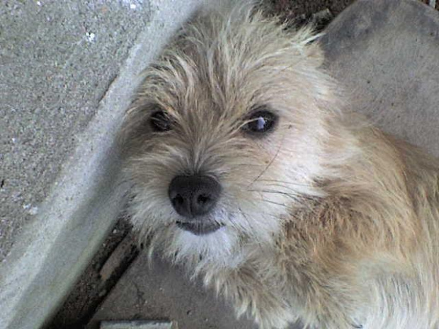 Mój psiak Brylant ... :)) #pies #psiak #pupilek #pisior #brylant #dog #pieszczota