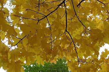 Jesień Racibórz 2010 - Park Roth #jesień #park #klon #Roth #Racibórz #raciborz #Śląsk #slask #kolorowa #liście