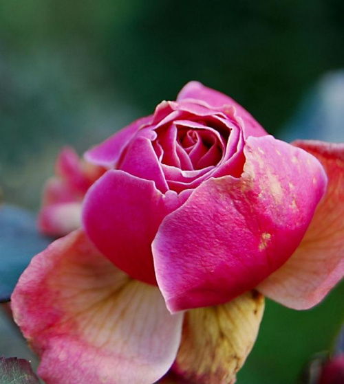 #kwiat #makro #macro #róża