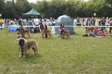 #leonberger #AptekaNatury