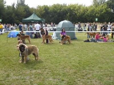 #leonberger #AptekaNatury