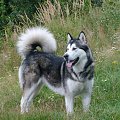 masza #AlaskanMalamute