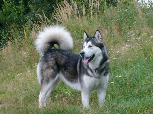 masza #AlaskanMalamute