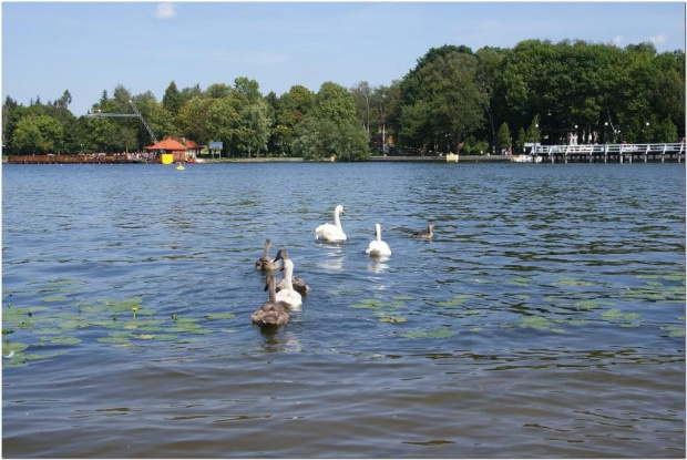 #Mazury #jezioro #ptaki #łabędzie #DzikieGęsi #Ostróda