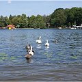 #Mazury #jezioro #ptaki #łabędzie #DzikieGęsi #Ostróda