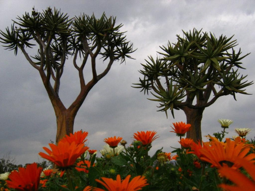 Te pomaranczowe kwiaty to..Namakwaland daisy....