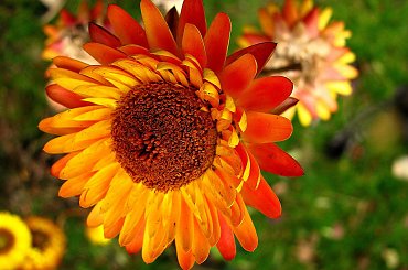 Grudniowy ogród #kwiaty #ogród #suszki