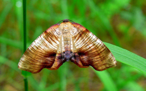 nakreślik dębowiec #motyle #makro #owady #przyroda