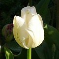 White Parot #kwiaty #tulipany