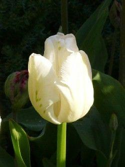 White Parot #kwiaty #tulipany