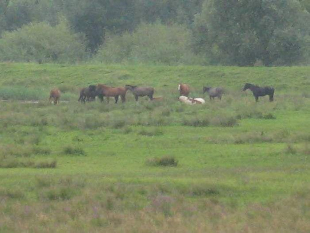 dzikie konie na wyspie w Holandii