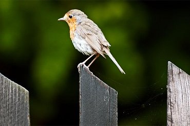 ptaki,rudzik na płocie #ptaki #rudzik