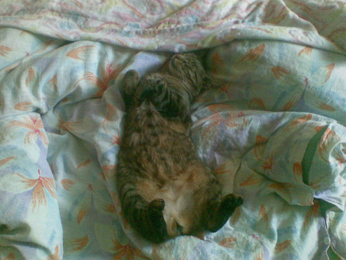 A tutaj Buras śpi w nietypowy dla kota sposób.