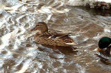 Nad Czarną Hańczą #kaczka #kaczki #kaczor #ptak #ptaki #zima #rzeka #Suwałki #CzarnaHańcza