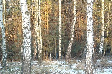 #DRZEWA #LAS #SŁOŃCE #ŚNIEG #ZABAWAŚWIATŁEM #ZIMA