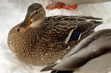 Nad Czarną Hańczą #kaczka #kaczki #kaczor #ptak #ptaki #zima #rzeka #Suwałki #CzarnaHańcza