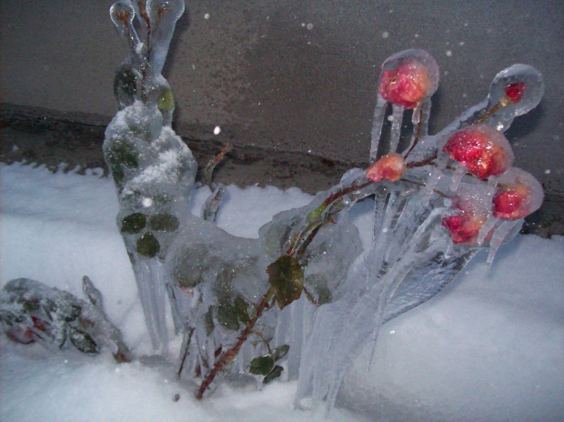 Różany stan zamrożenia-byle do wiosny :) #zima #przyroda #rośliny