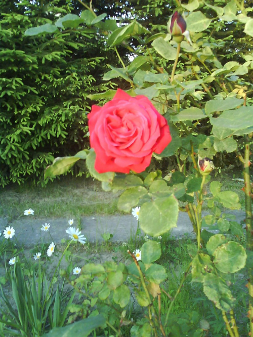 Róża czerwona #Róża