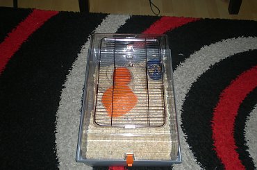 #Alex #klatka #gryzonie #zoo #myszy