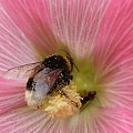 Owad w kwiecie.... #kwiat #nektar #owad #pył #pyłek