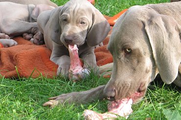 wyżły weimarskie, szczeniaki #wyżeł #weimarski #wyżły #weimarskie #szczeniaki #szczeniak #szczenię #szczenięta #pies #psy #pieski