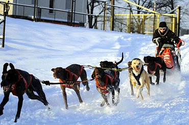 Trening on snow klubu zaprzęgowego Amberdog. Trasa treningowa na stadionie CKIS Pruszcz Gdański. #CkisPruszczGdański #PsieZaprzęgi #PsyZaprzęgowe #IgorTracz #traczer #OlgierdTracz #amberdog #maszer